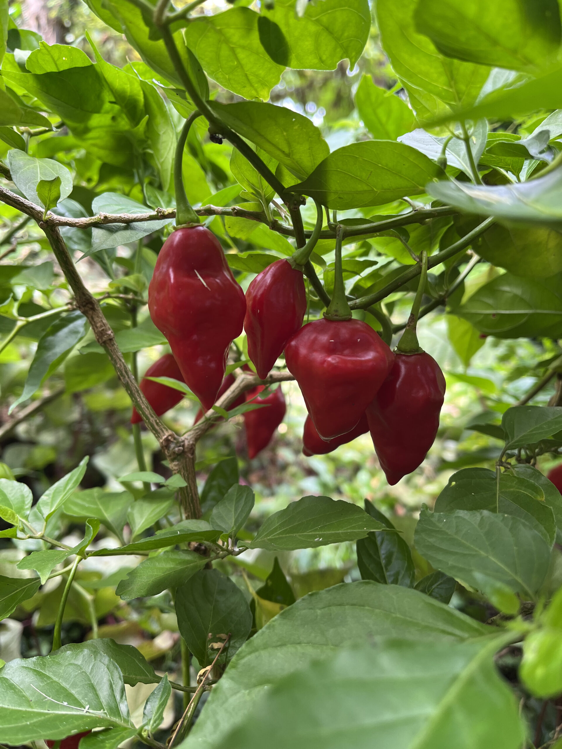 Teribe Sweet Pepper - Capsicum chinense