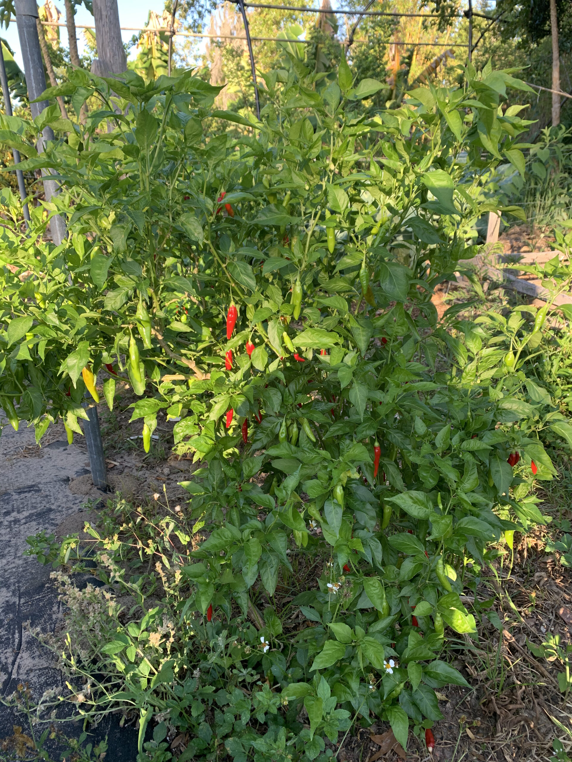 Aji Sazonar Pepper - Image 2