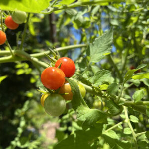 Everglades Tomato- Pine Island Strain
