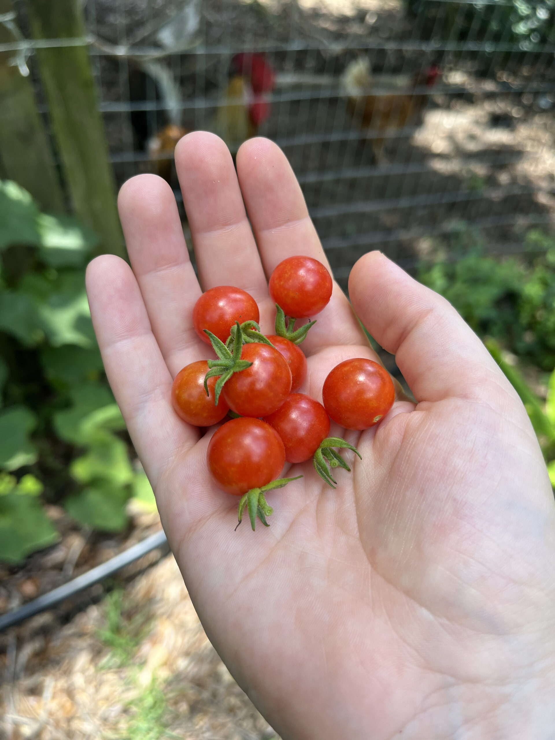 Everglades Tomato- Pine Island Strain - Image 2