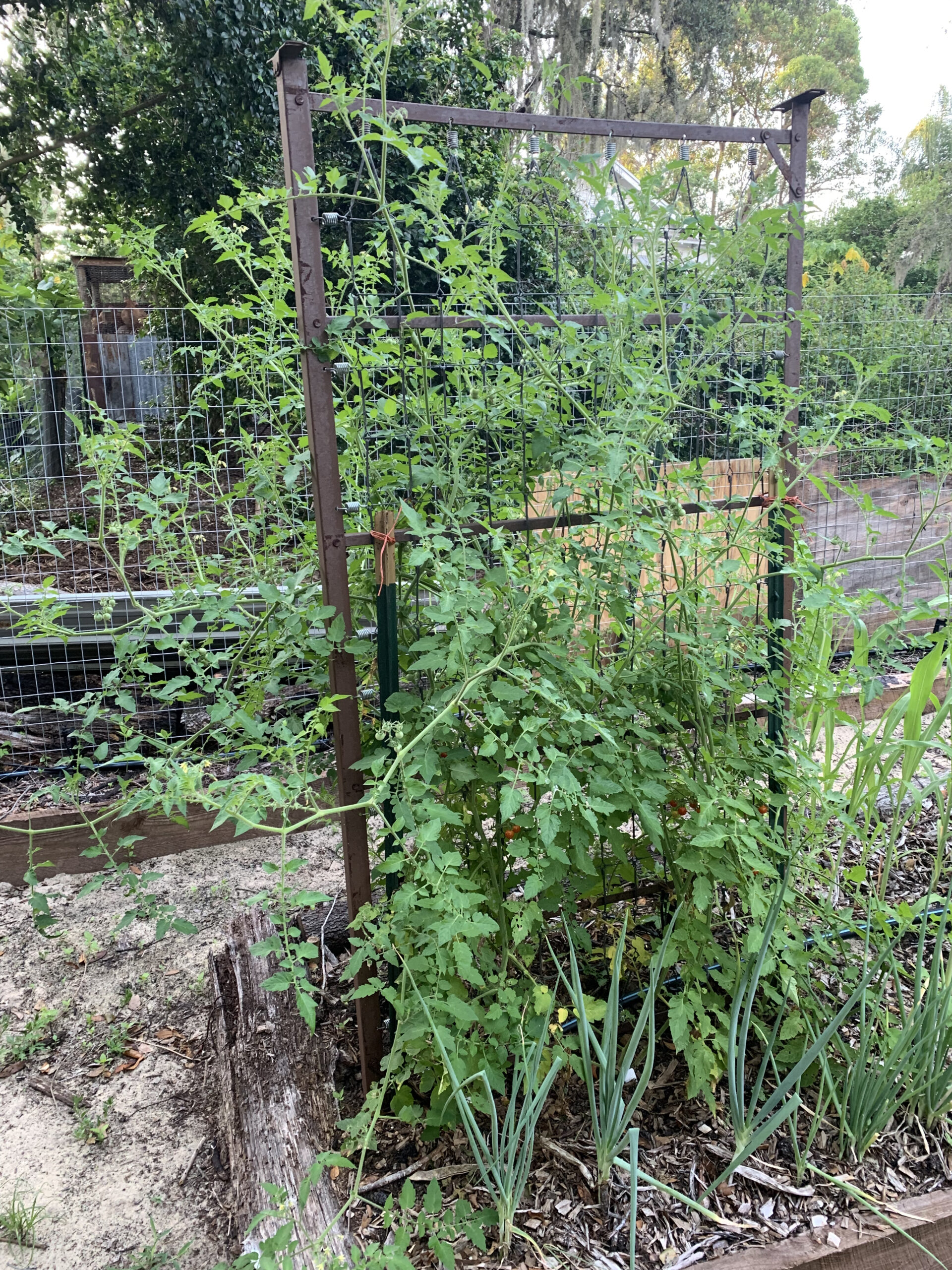 Everglades Tomato- Pine Island Strain - Image 3