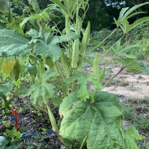 Gumby Okra