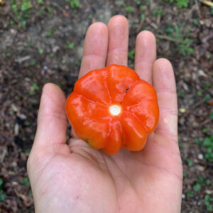 Iquitos Sweet Pepper