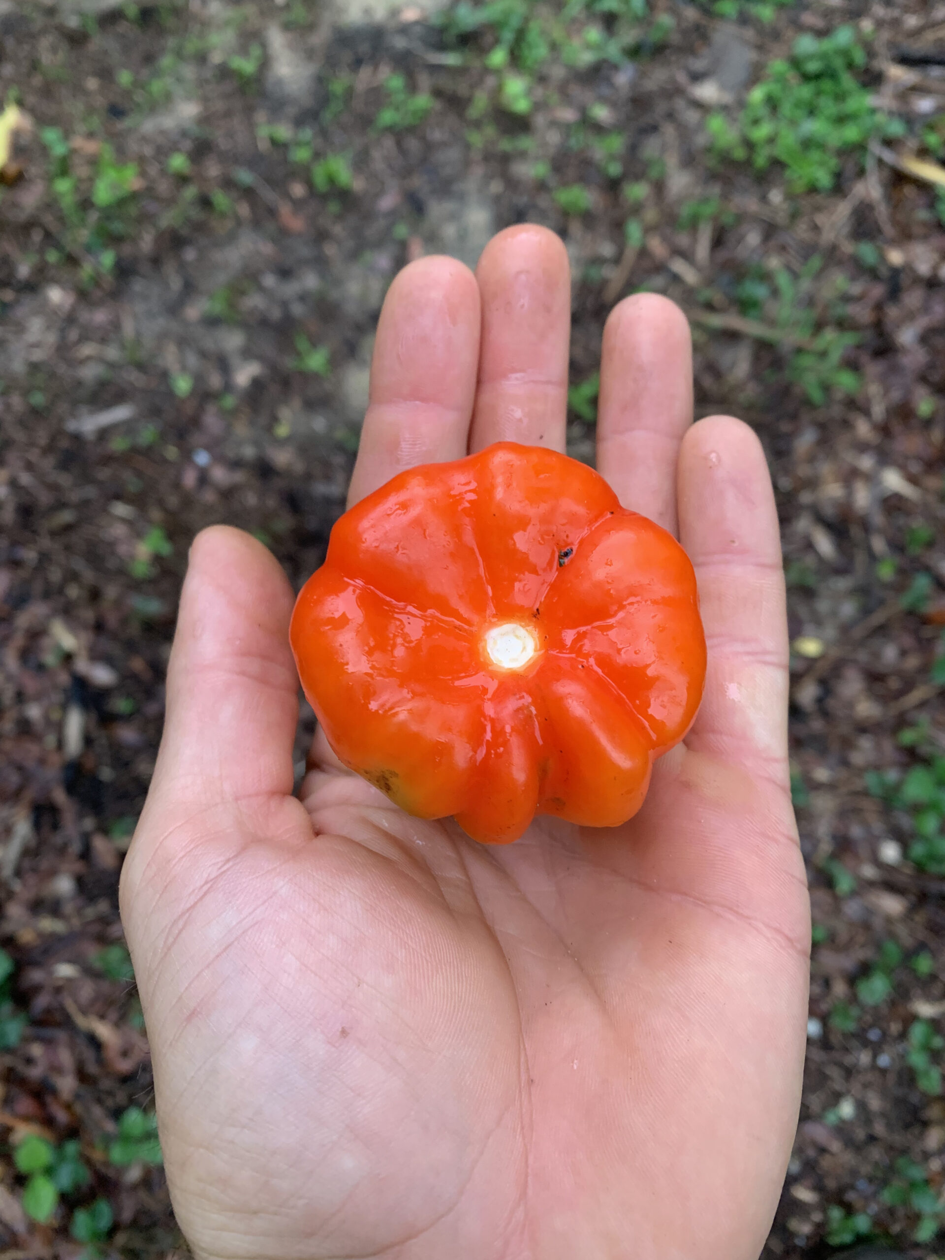Iquitos Sweet Pepper
