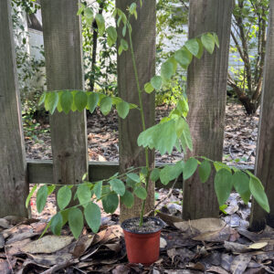 Katuk- Potted Plant