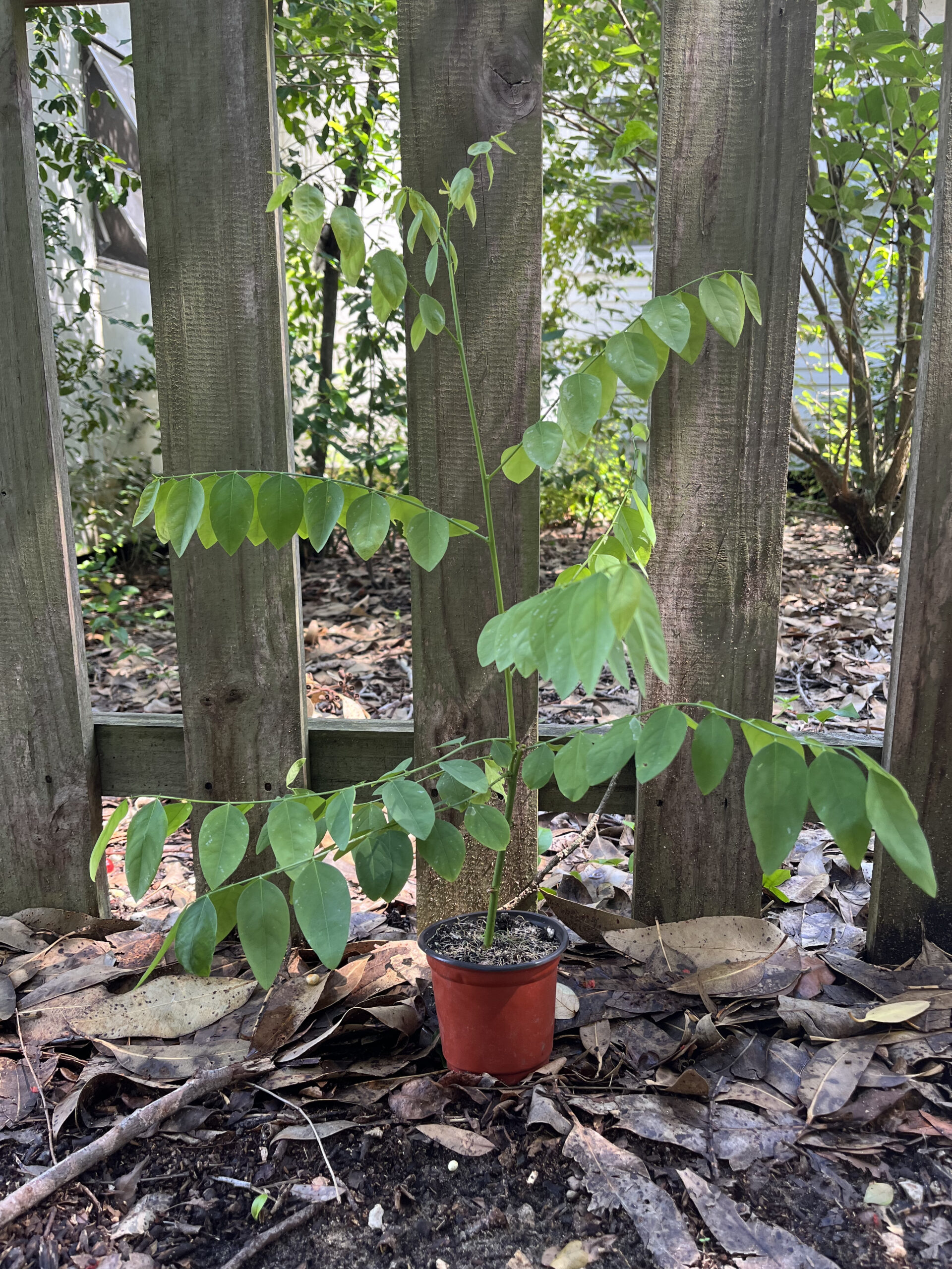 Katuk- Potted Plant