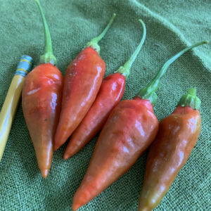 Aji Sazonar Pepper