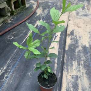 Psidium firmum - Live Plant - Cold Hardy Guava Berries - Rare!
