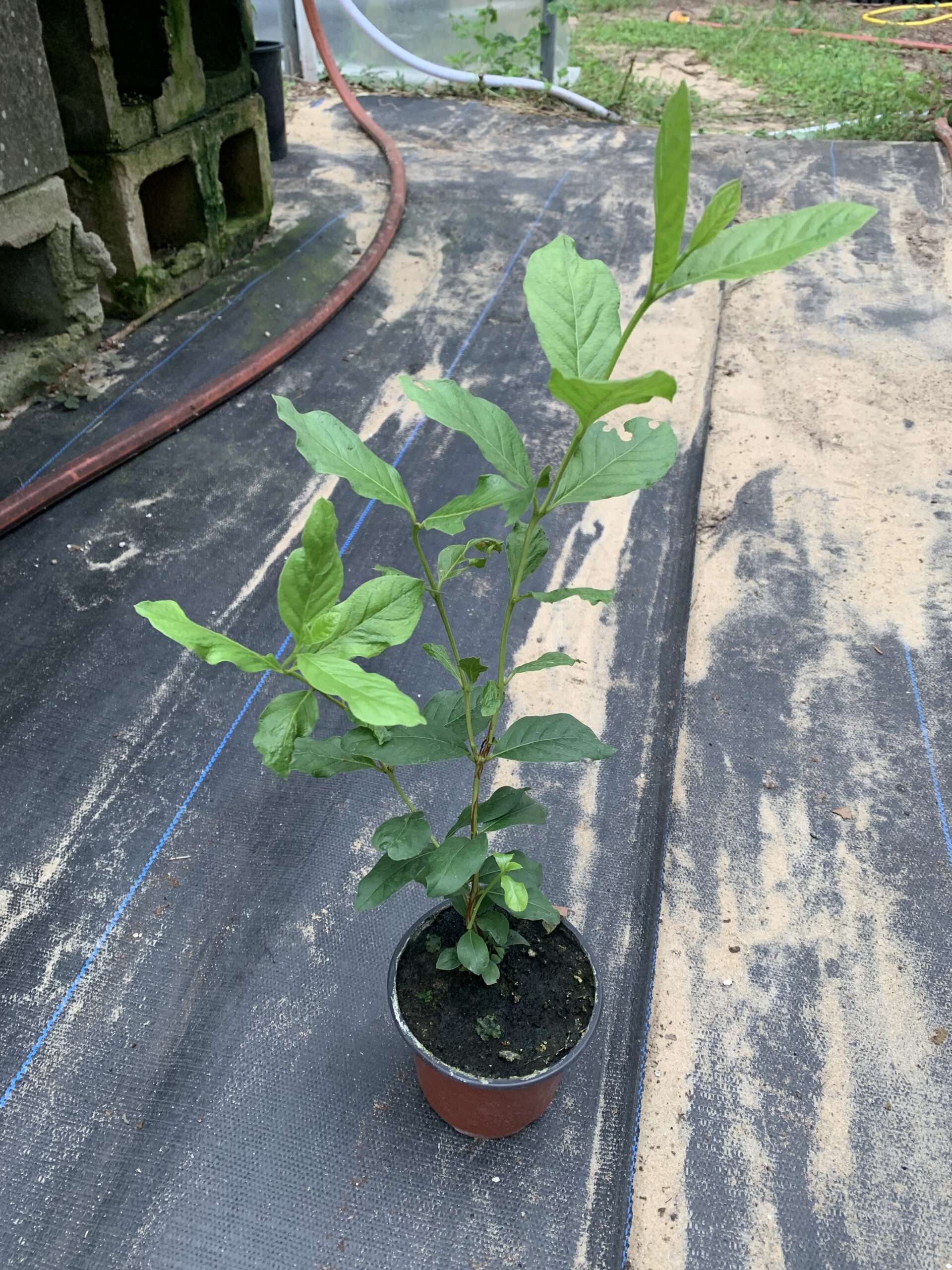 psidium firmum - live plant - cold hardy guava berries - rare!
