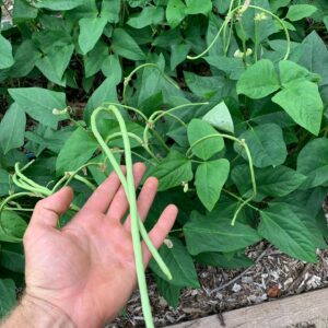 Bush Long Bean Mix