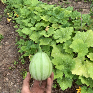 Sikil - Tropical Zucchini Alternative - Rare!
