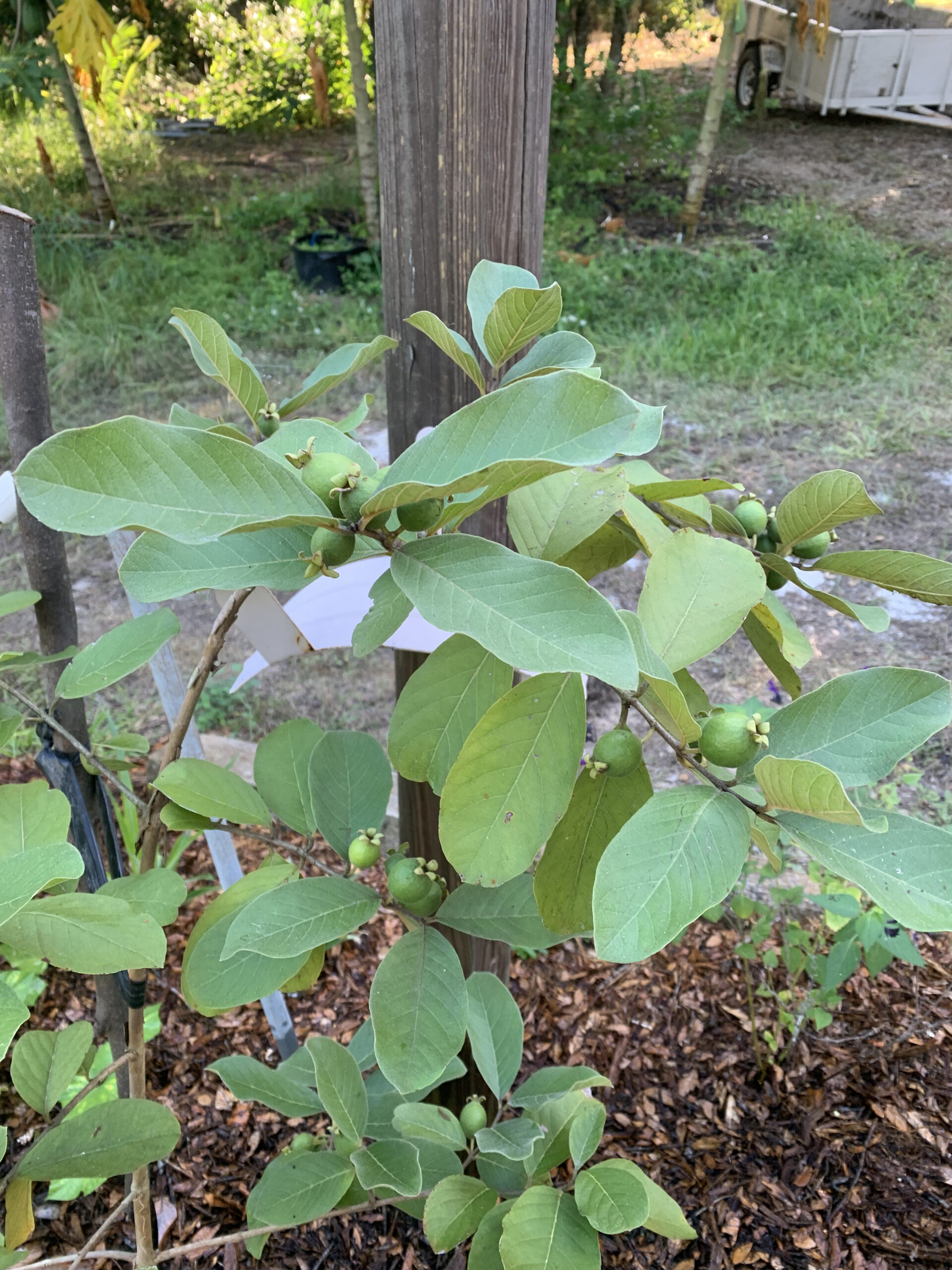 psidium firmum – b-grade live plant – cold hardy guava berries