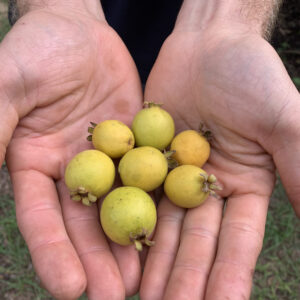 Psidium firmum Seeds- Cold Hardy Guava Berries - Rare!