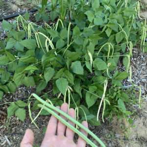Thailand Long Bean