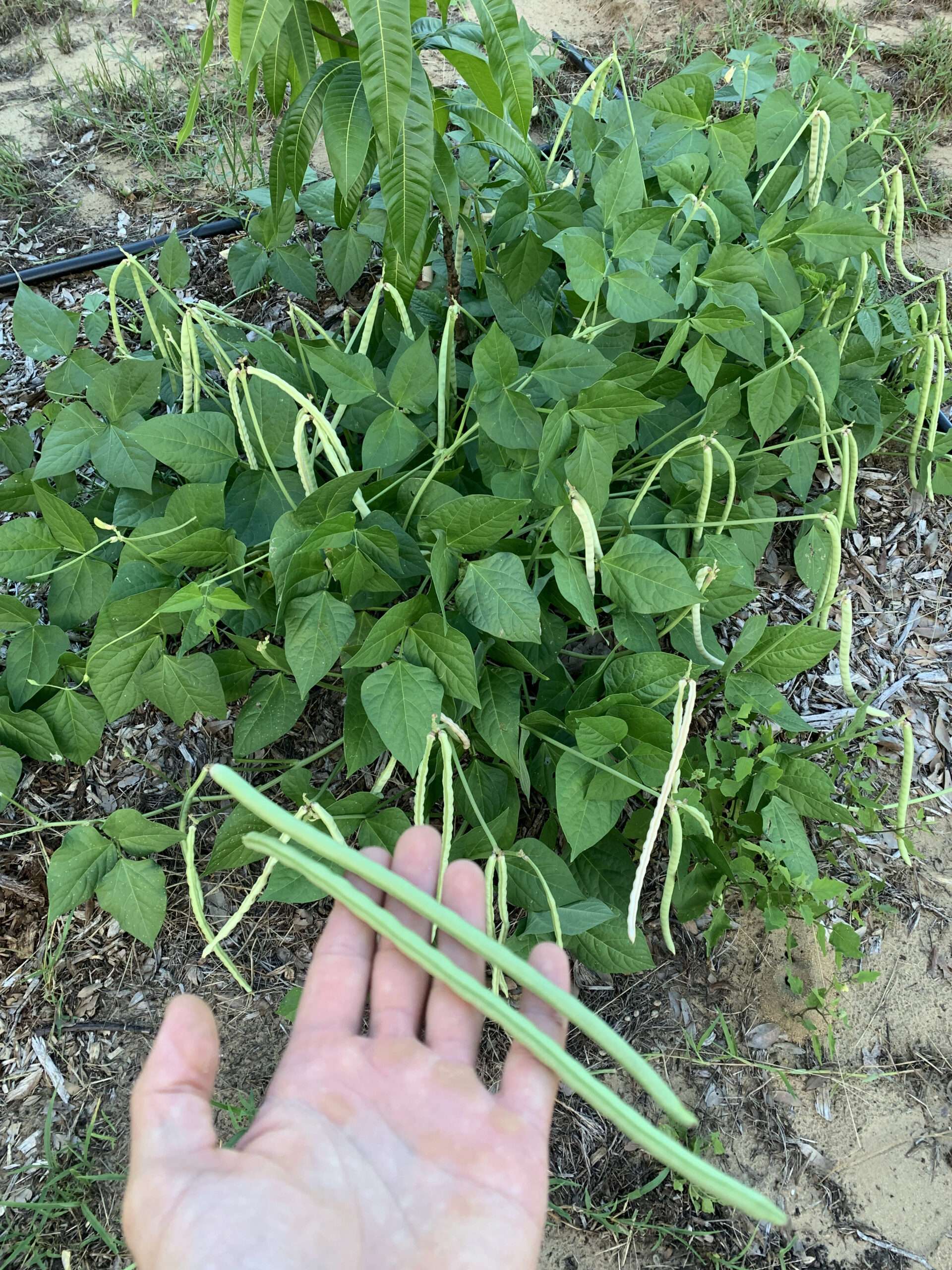 Thailand Long Bean - Cody Cove Farm & Nursery