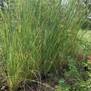 Vetiver Grass