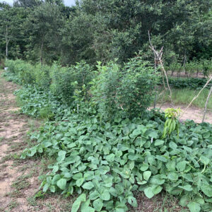 Mavuno Cowpea