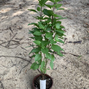Columnar Basil - Potted Plant