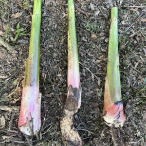 Cudjoe Key (Tall Namwah Variant) Banana Pup