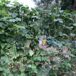 Indian Cowpea
