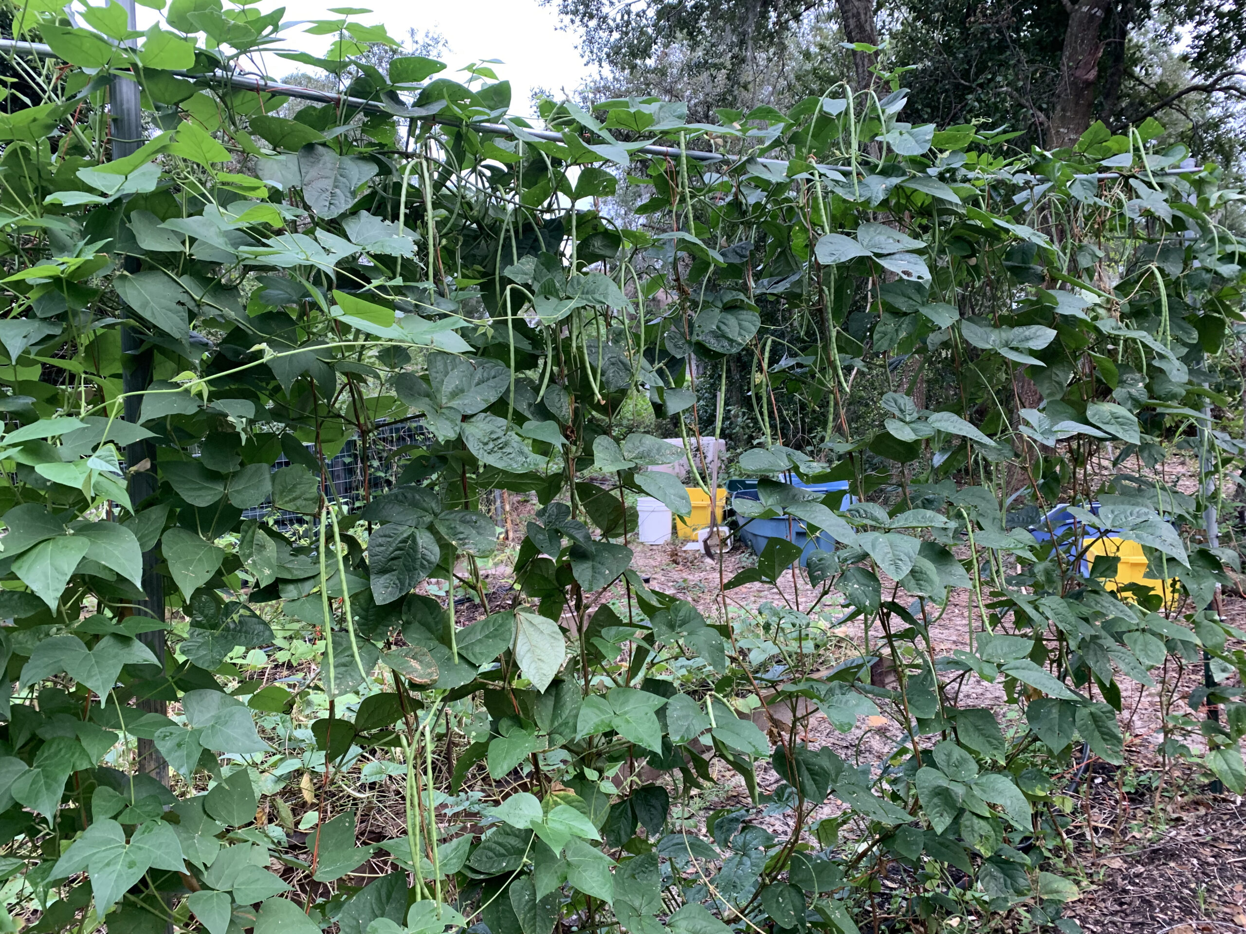 Indian Cowpea