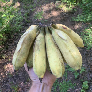 Banana- Lloyd Marsh Tall Namwah Banana