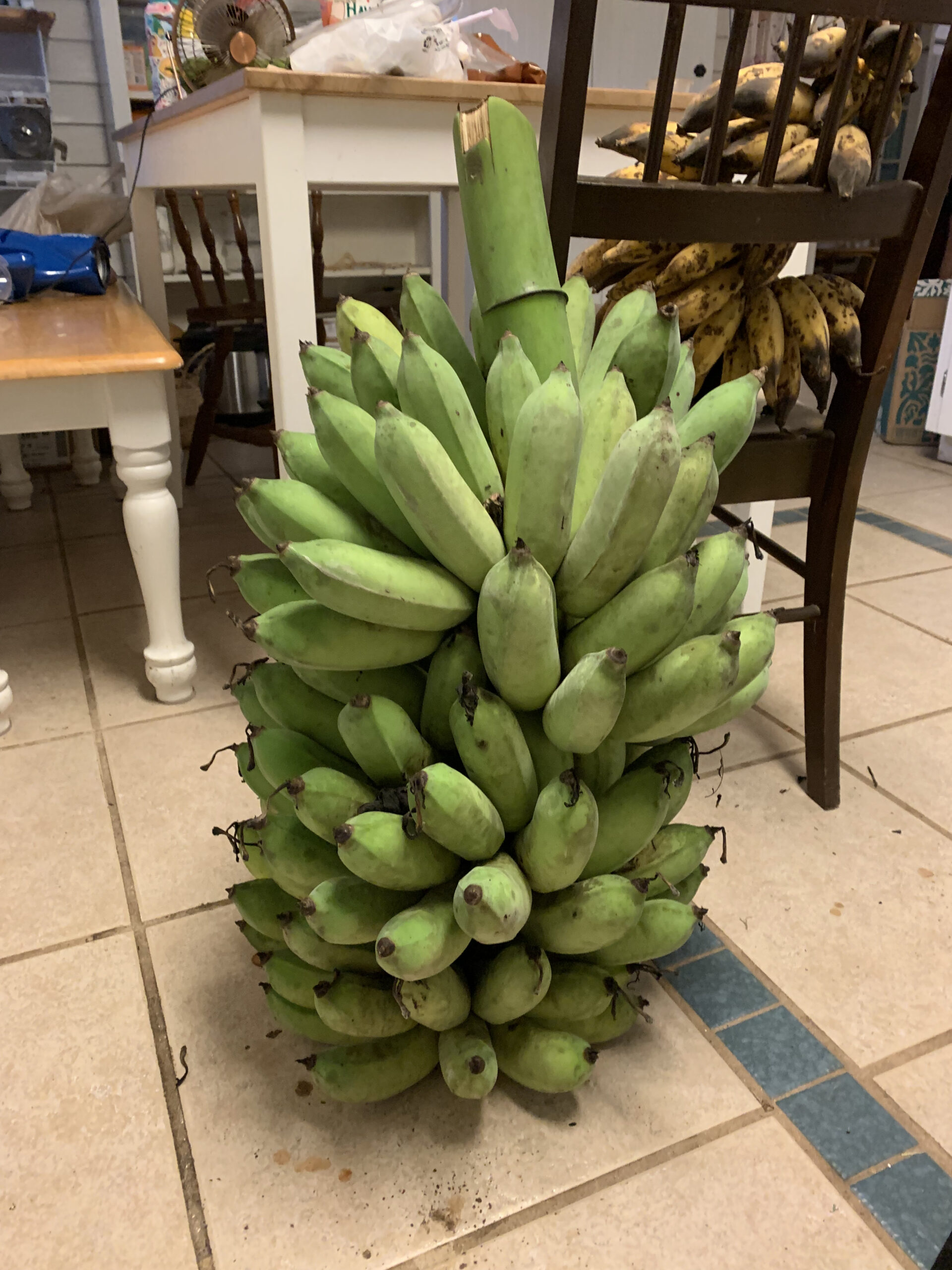 Banana- Lloyd Marsh Tall Namwah Banana - Cody Cove Farm & Nursery