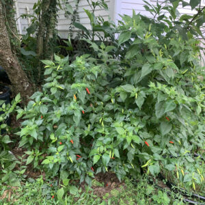 Filipino Mexican Tree Pepper