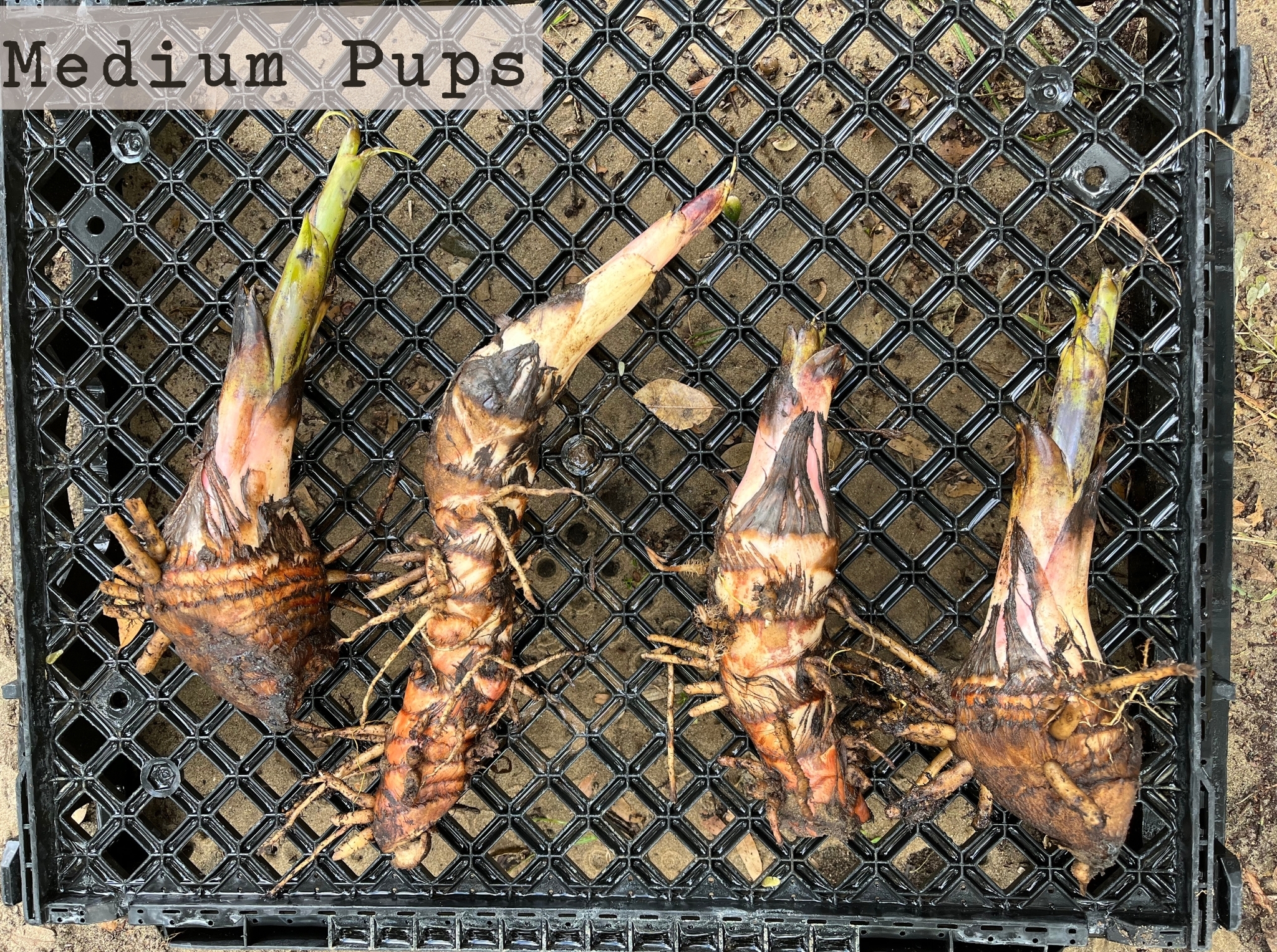 Puerto Rican Dwarf Plantain - Image 4
