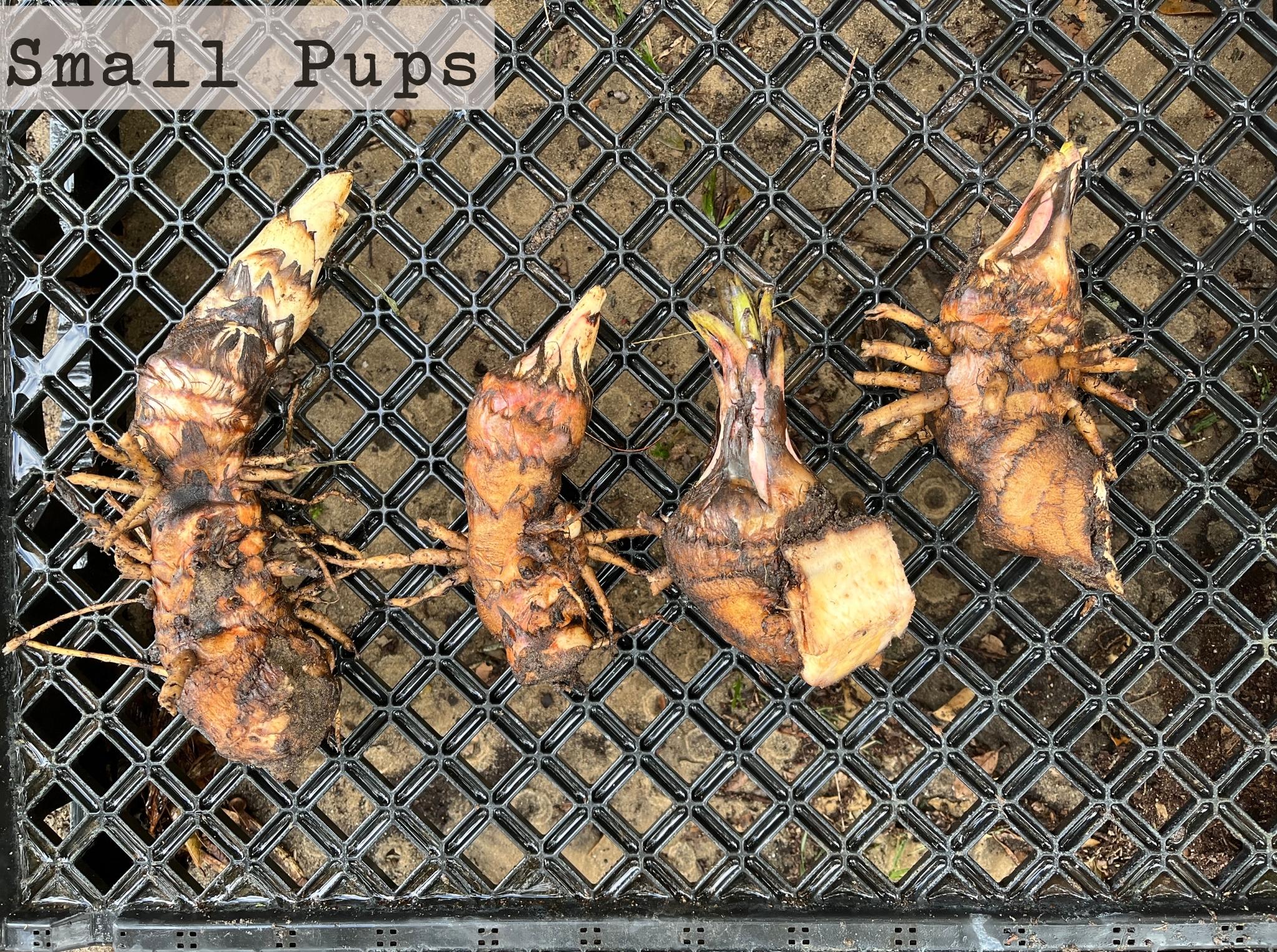 Puerto Rican Dwarf Plantain - Image 3