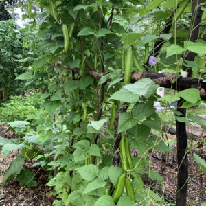 Day Neutral Winged Bean