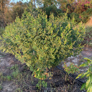 Black Pigeon Pea - Cajanus cajan