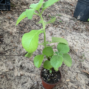 Cuban Oregano Plant