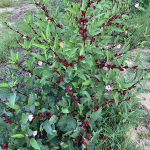 Early Roselle - Hibiscus sabdariffa