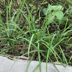 Garlic Chives - Allium tuberosum