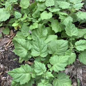 New Asian Gynura - Longevity Spinach Relative - Gynura spp. - Live Plant