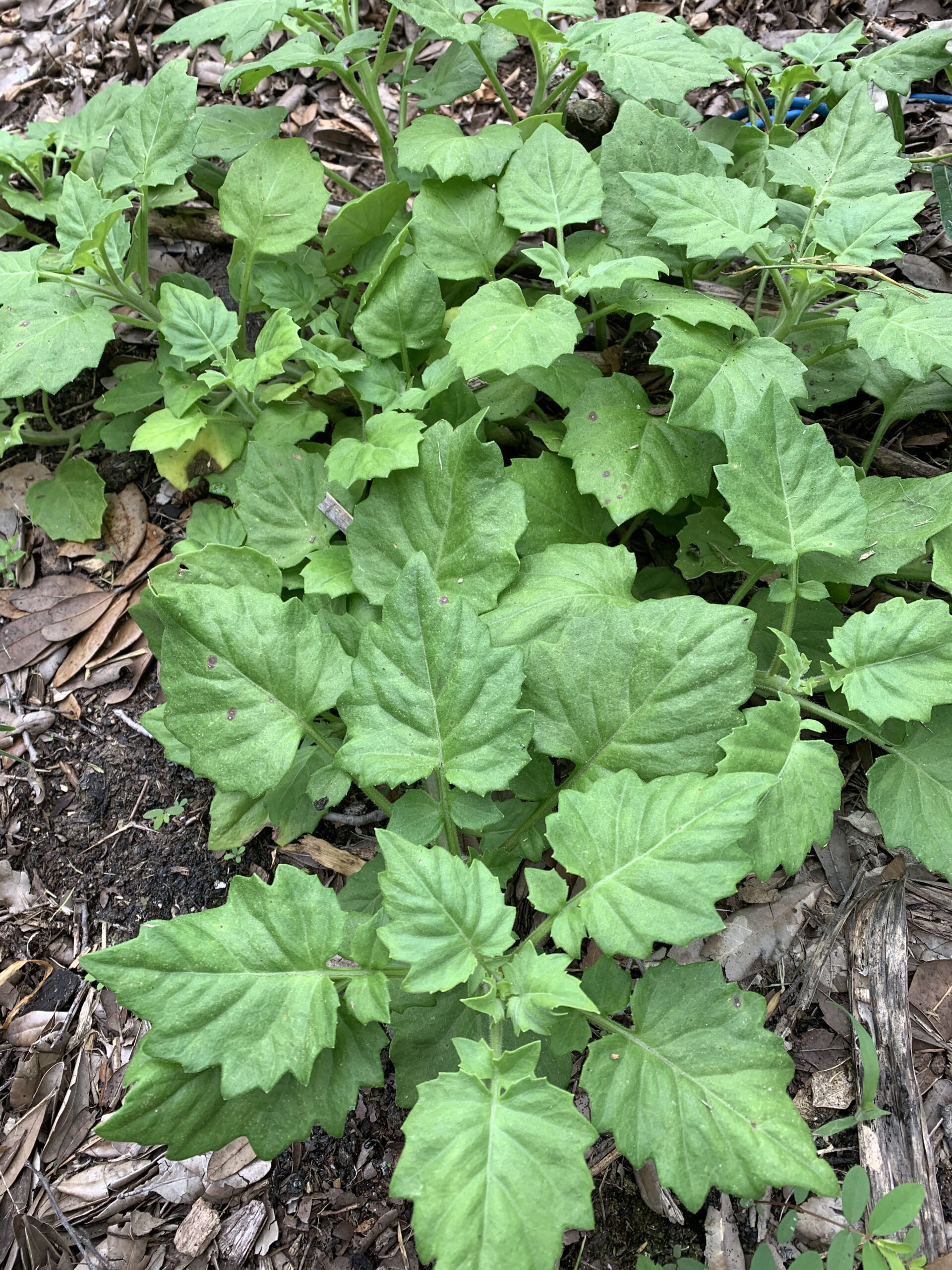 New Asian Gynura - Longevity Spinach Relative - Cuttings
