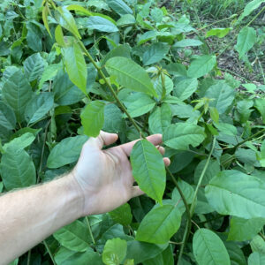 Haitian Basket Vine - Perennial Leafy Green with High Potential - Trichostigma octandrum - Live Plant