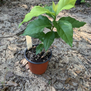 Peanut Butter Fruit - Bunchosia argentea