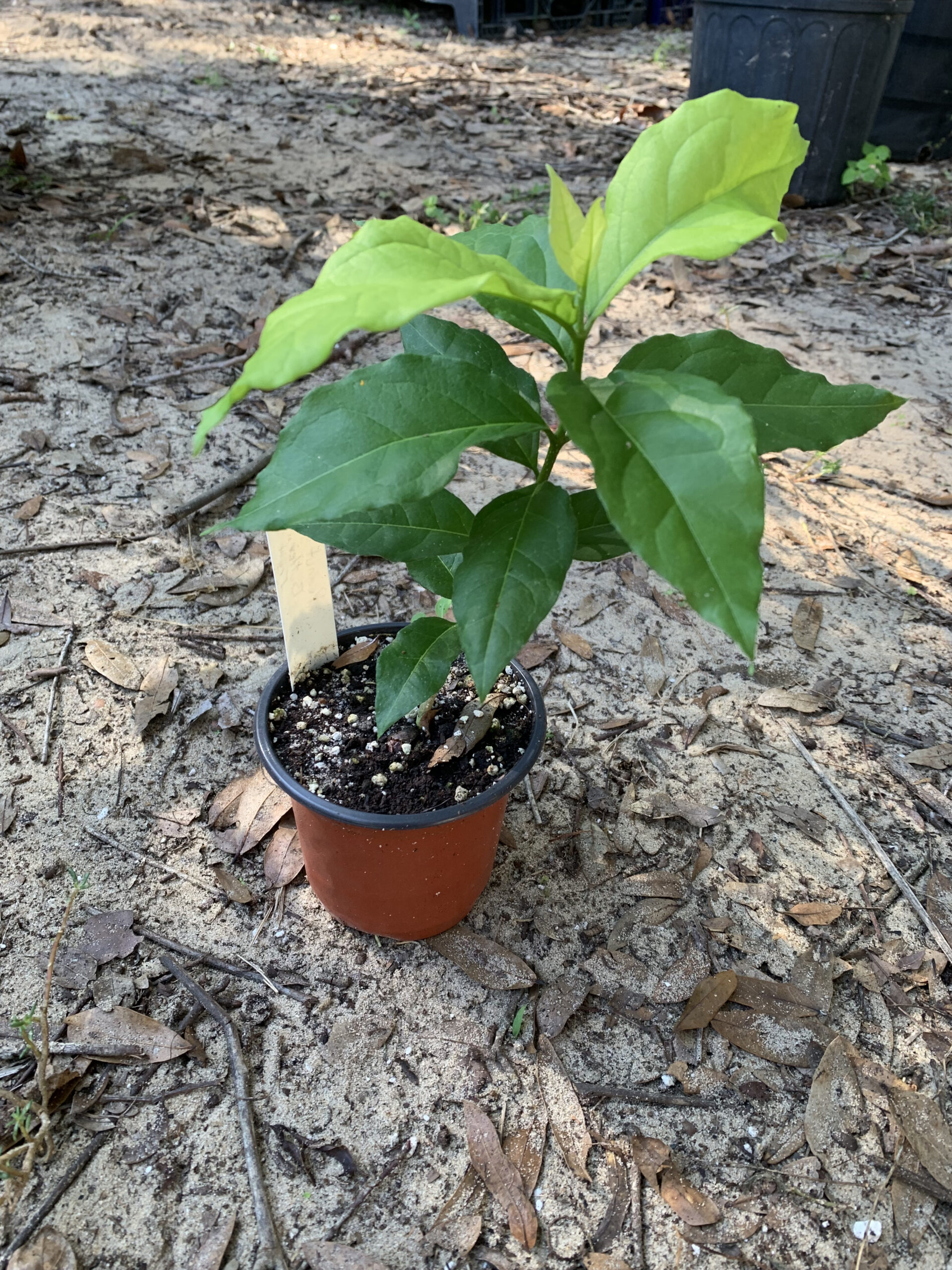 Peanut Butter Fruit - Bunchosia argentea