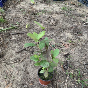 Psidium firmum - B-Grade Live Plant - Cold Hardy Guava Berries - Rare!