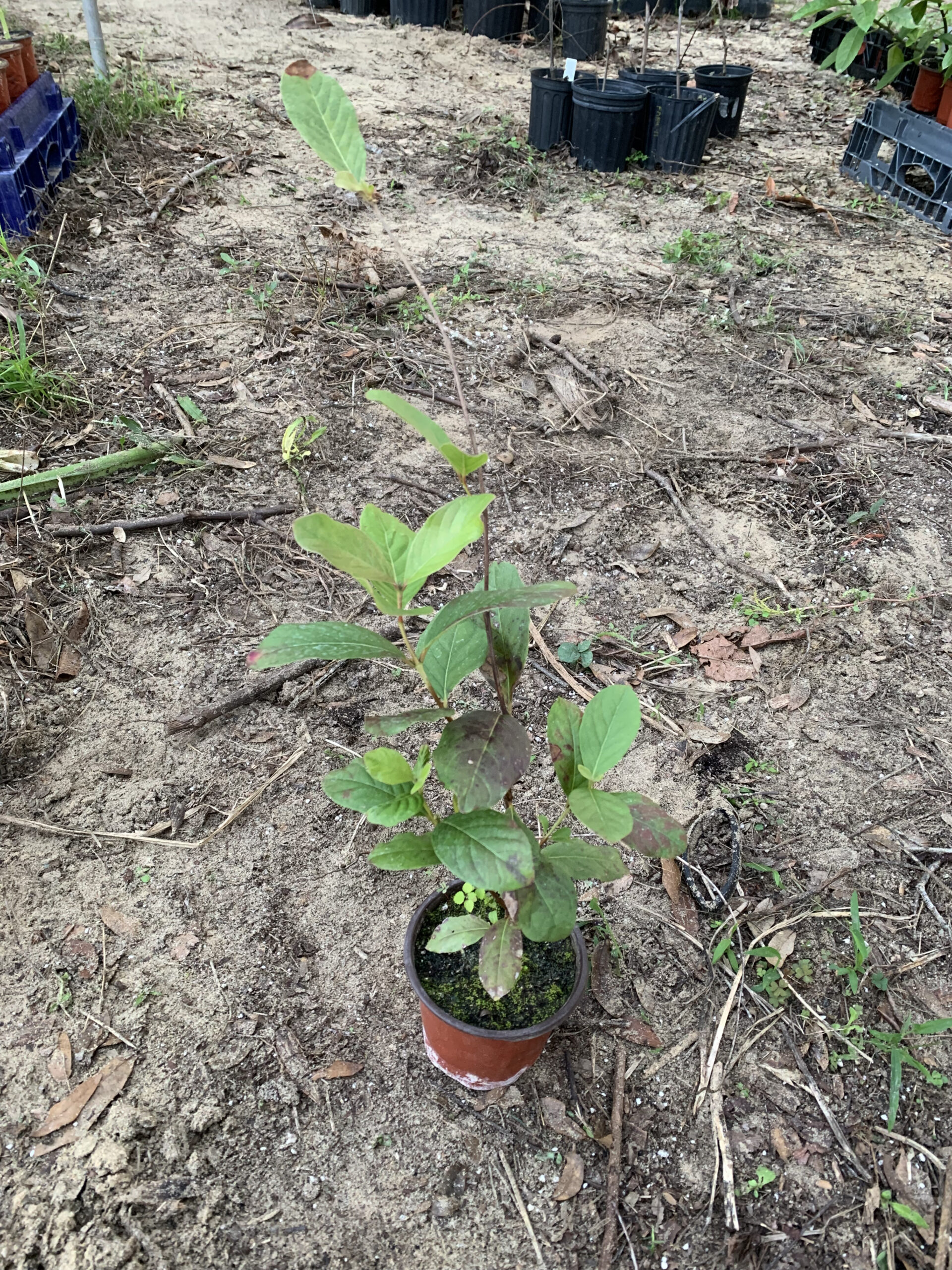 Psidium firmum - B-Grade Live Plant - Cold Hardy Guava Berries - Rare!