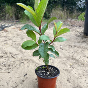 Peruvian White Guava Seedling