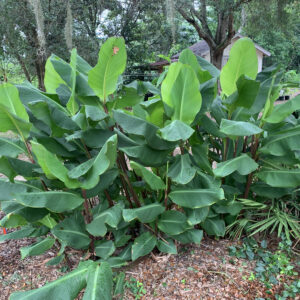 Achira - “Baldwins”  (Canna edulis)