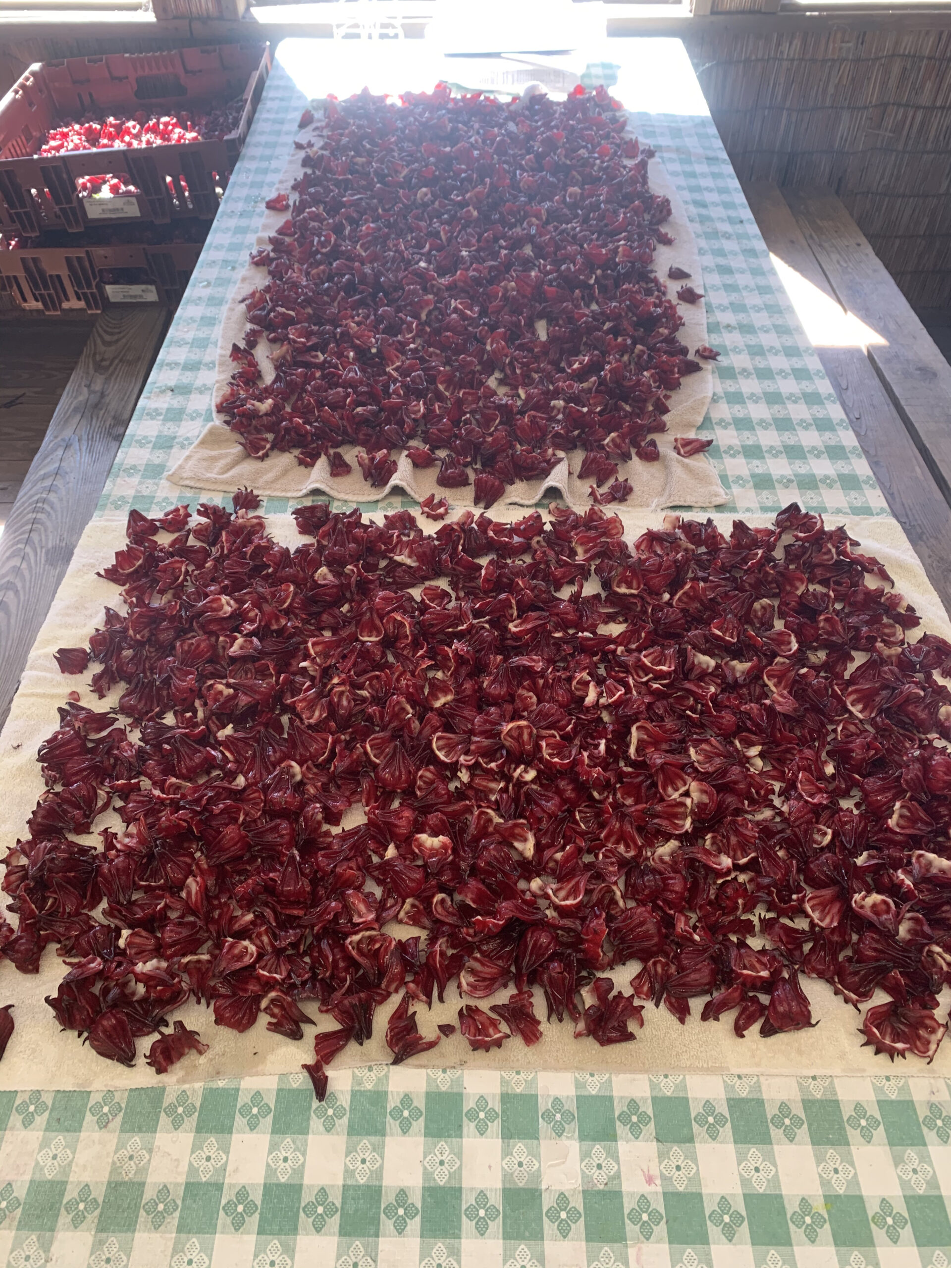 Late Roselle - Image 3