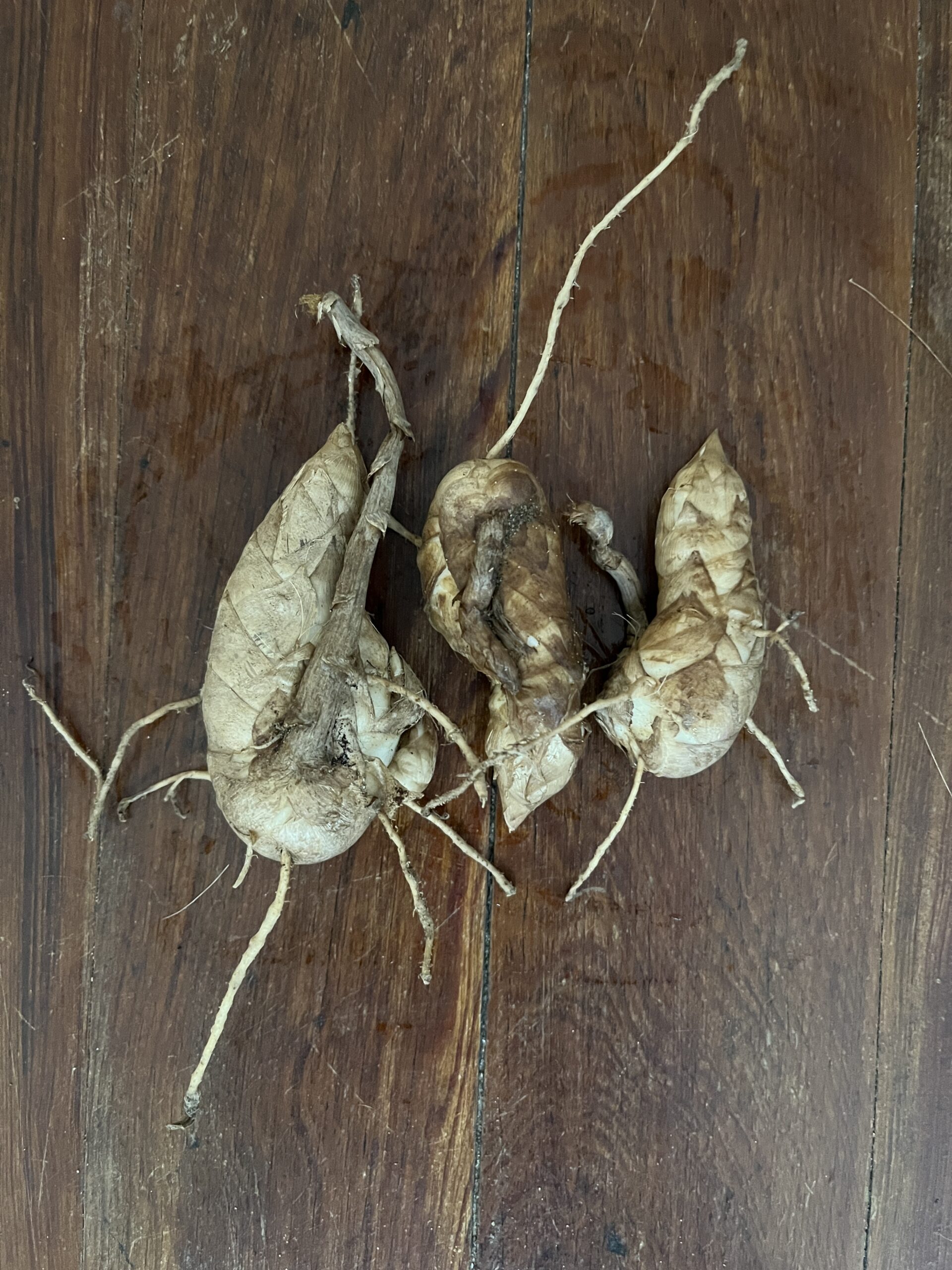 Maranta ruiziana - Fiberless Arrowroot Relative - Extremely Rare - Image 3