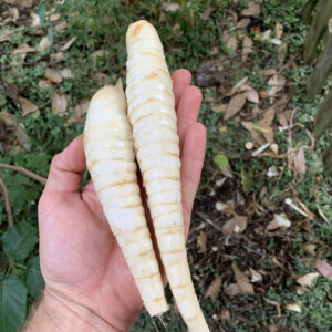 Arrowroot