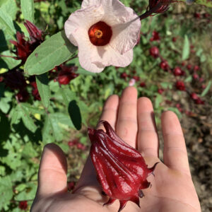 Late Roselle