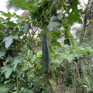 Thai/Lao Luffa