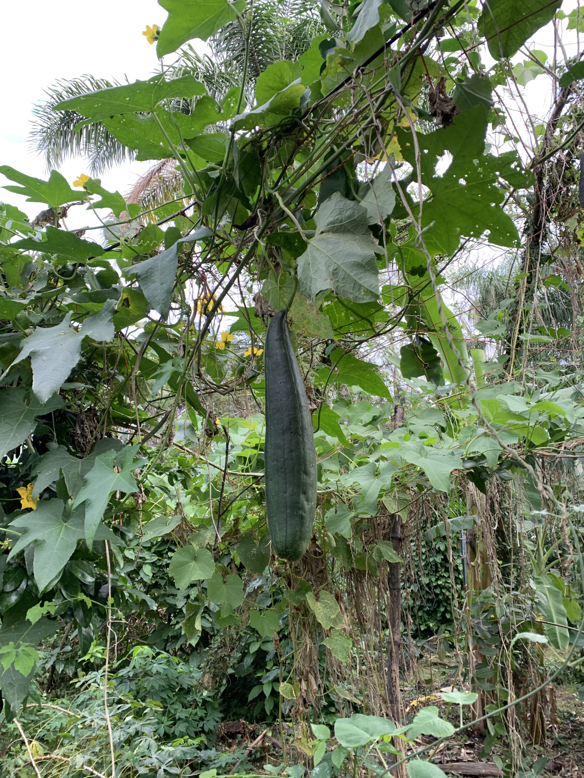 Thai/Lao Luffa